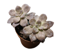 Pentandrum